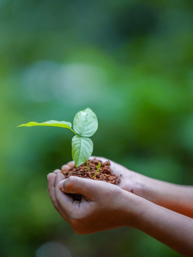 क्या है विश्व पर्यावरण दिवस का इतिहास?