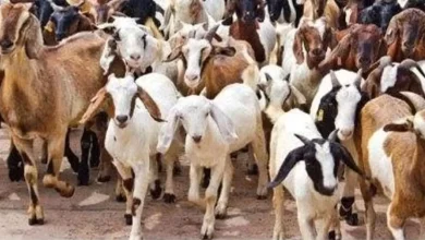 Eid al Adha Bakrid: बकरीद को लेकर हरियाणा पुलिस सतर्क, किए सुरक्षा के कड़े इंतजाम