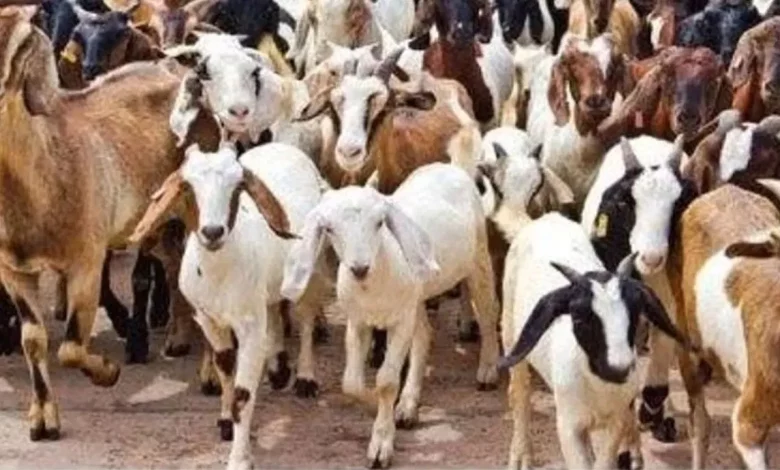 Eid al Adha Bakrid: बकरीद को लेकर हरियाणा पुलिस सतर्क, किए सुरक्षा के कड़े इंतजाम