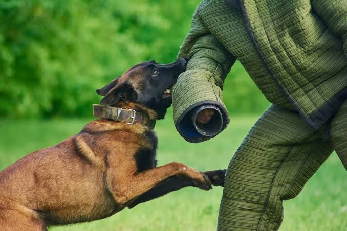 Dog attack caused serious injuries to Lalu Yadav and a child, a big lesson for society and administration!