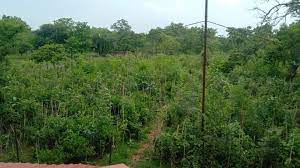 Attempt to illegally occupy 40 bighas of land in Khalanga Forest, the matter came to light due to the vigilance of a local girl