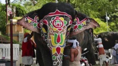 Elephant went out of control during Rath Yatra, panic in Ahmedabad – Administration took charge