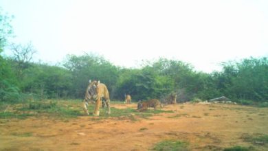 Rajasthan Wildlife News: The roar of the tigress echoed again in Sariska Tiger Reserve, four little cubs were born, see photos