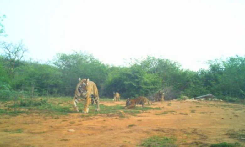 Rajasthan Wildlife News: The roar of the tigress echoed again in Sariska Tiger Reserve, four little cubs were born, see photos