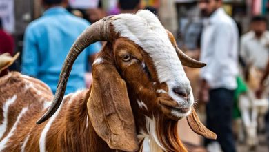 Ajmer: Ajmera goat weighing 120 kg became the center of attraction in Ajmer goat market, know its price
