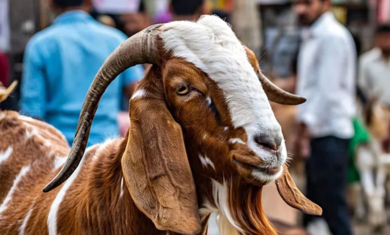 Ajmer: Ajmera goat weighing 120 kg became the center of attraction in Ajmer goat market, know its price