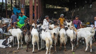 Rajasthan Goat Export: There is tremendous demand for Rajasthani goats abroad, more than 9,300 goats were sent to UAE before Bakrid