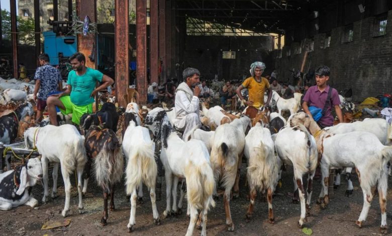 Rajasthan Goat Export: There is tremendous demand for Rajasthani goats abroad, more than 9,300 goats were sent to UAE before Bakrid