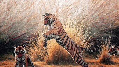 Tiger Attack Ranthambore: Tiger attacks again in Ranthambore, forest guard and agriculture officer injured, panic in the area
