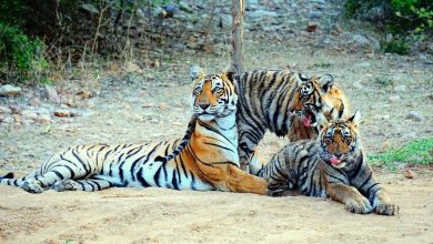 Ranthambore Tiger Reserve: Male cub of tigress T-84 'Arrowhead' reached Kaila Devi from Ranthambore, new life will begin in the buffer zone