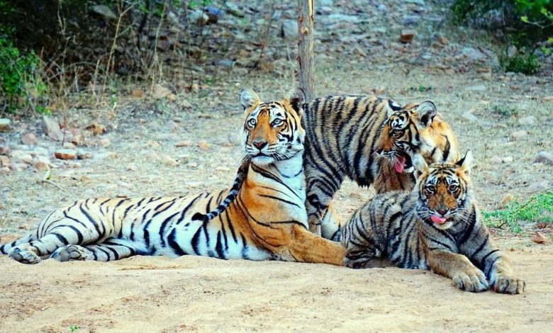 Ranthambore Tiger Reserve: Male cub of tigress T-84 'Arrowhead' reached Kaila Devi from Ranthambore, new life will begin in the buffer zone