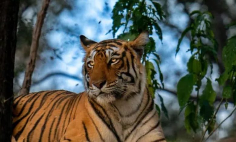 Tigress Arrowhead Death: Mourning prevails in Ranthambore, tigress Arrowhead said goodbye to the forest, breathed her last two hours after separation from daughter Riddhi