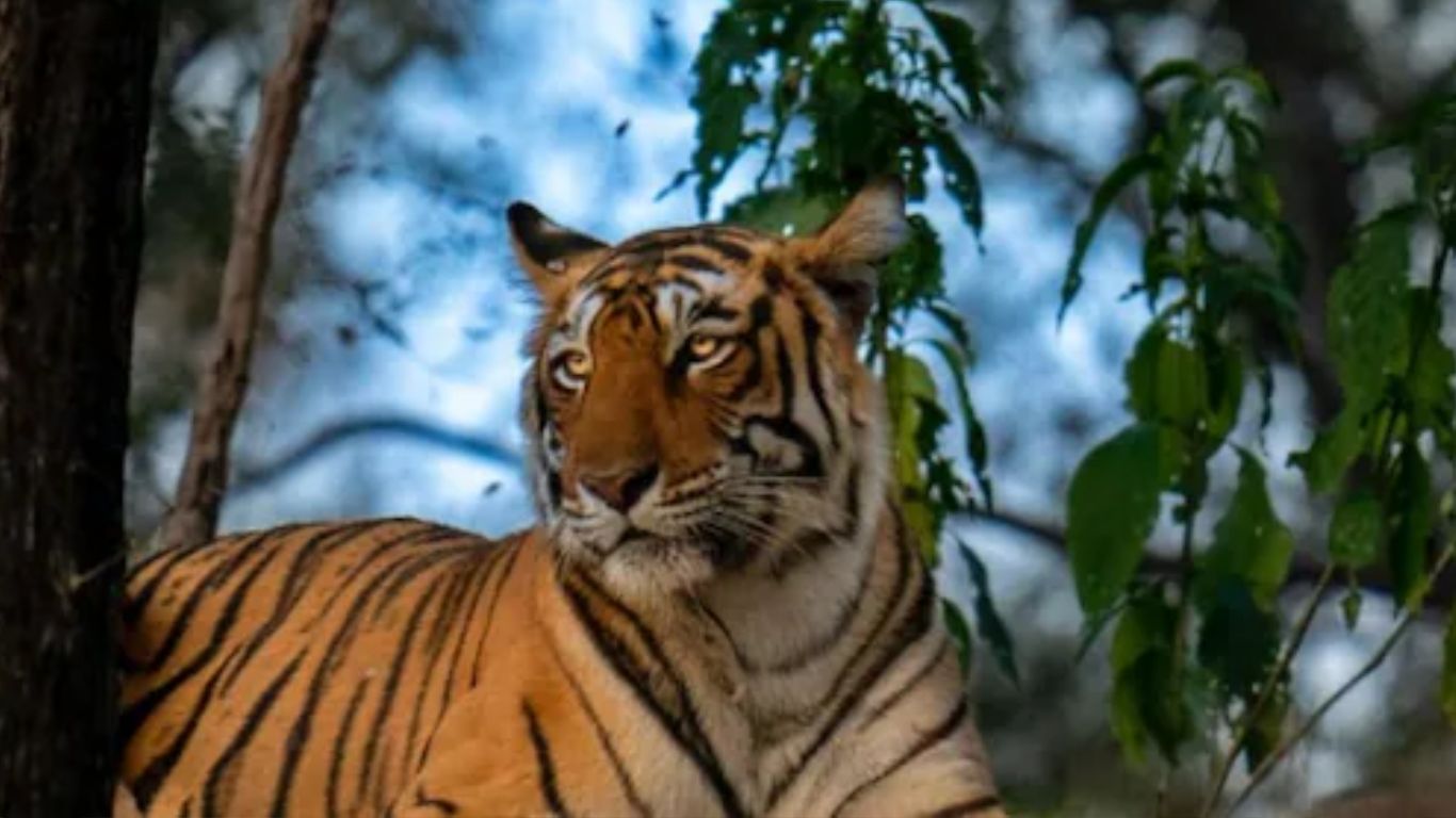 Tigress Arrowhead Death: Mourning prevails in Ranthambore, tigress Arrowhead said goodbye to the forest, breathed her last two hours after separation from daughter Riddhi