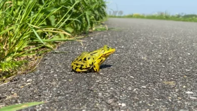 Rare yellow frogs seen with monsoon rains in Bharuch, experts say, breeding color of 'Indian Bullfrog'
