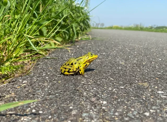 Rare yellow frogs seen with monsoon rains in Bharuch, experts say, breeding color of 'Indian Bullfrog'