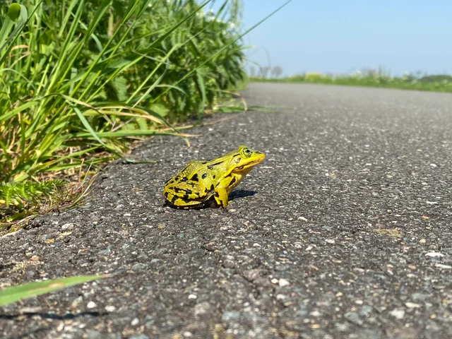 Rare yellow frogs seen with monsoon rains in Bharuch, experts say, breeding color of 'Indian Bullfrog'