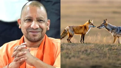 Uttar Pradesh News: Yogi government's big decision! ₹4 lakh compensation will be given on death due to fox and jackal attack