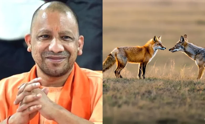 Uttar Pradesh News: Yogi government's big decision! ₹4 lakh compensation will be given on death due to fox and jackal attack