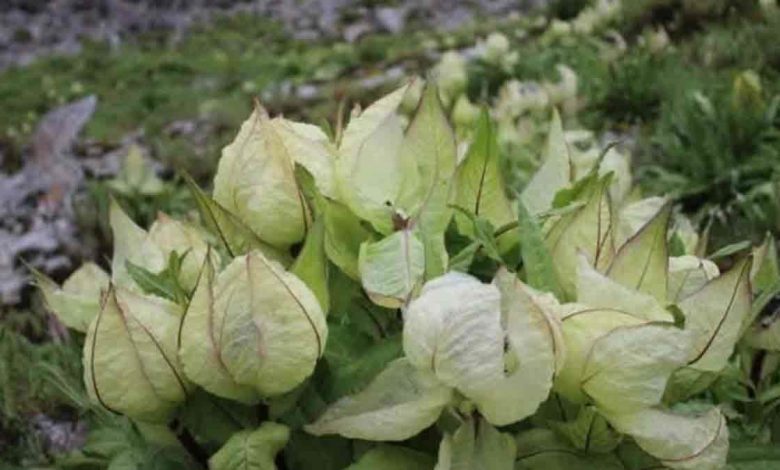Brahmakamal blooms in the meadows of Kedarghati, Himalayan flower becomes a symbol of devotion to Shiva and protection