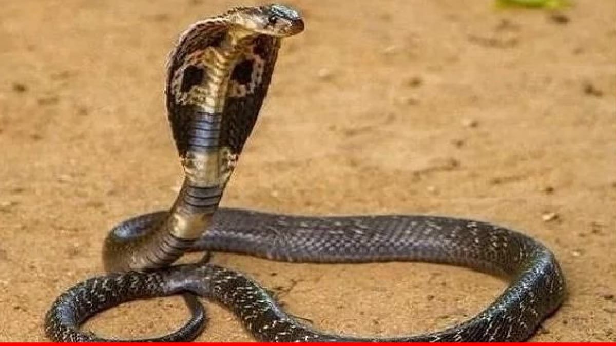 Up Mathura News: Snake takes horrific revenge for the death of snake! Bit three, one died, chaos in the village