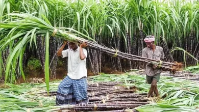 Uttar Pradesh News: Government's promises were not fulfilled, payment was not made in 14 days and farmer's income did not double
