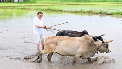 CM Dhami's farmer form in Khatima, expressed respect towards farmers by planting paddy