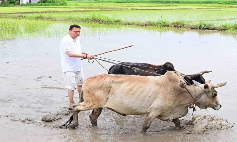 CM Dhami's farmer form in Khatima, expressed respect towards farmers by planting paddy