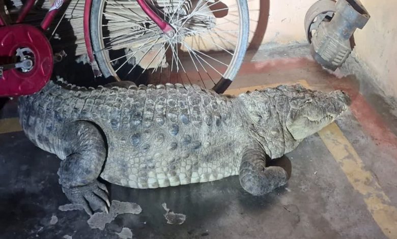 A huge crocodile entered the village, causing panic in Giddawali of Laksar