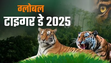 Corbett becomes role model for tiger conservation, tremendous improvement seen in forests, employment and biodiversity