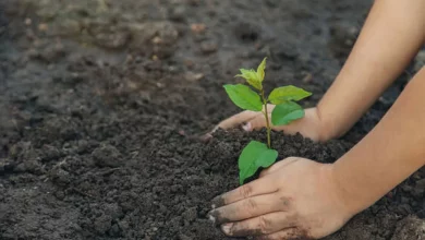 5 lakh saplings will be planted in a single day in Uttarakhand, a new record of environmental protection will be created
