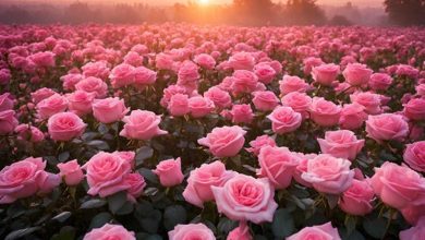 MP News: Good news, Madhya Pradesh becomes the third largest flower producing state in the country