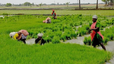 Greenery has returned to the fields of Uttarakhand, paddy plantation is in full swing in the mountains amid monsoon rains