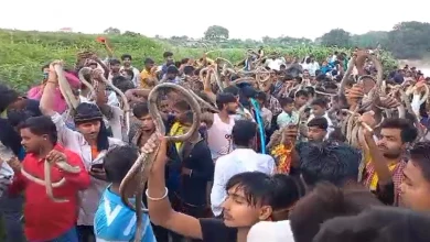 Snake Fair News: 'Snake Kumbh' is held in Bihar, you will be stunned to see the sight