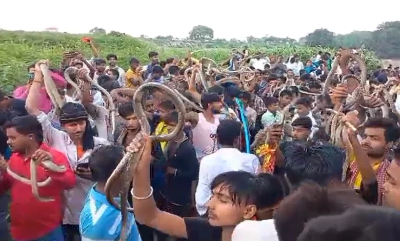 Snake Fair News: 'Snake Kumbh' is held in Bihar, you will be stunned to see the sight
