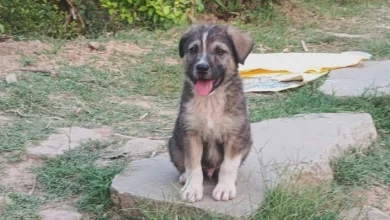 Rain wreaks havoc in Himachal Pradesh, a major tragedy averted in Mandi due to a dog's warning