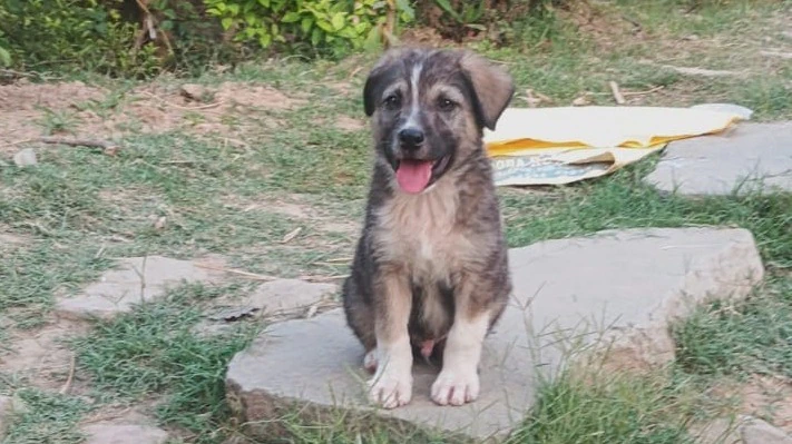 Rain wreaks havoc in Himachal Pradesh, a major tragedy averted in Mandi due to a dog's warning