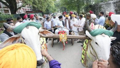 Punjab Bullock Carts Race