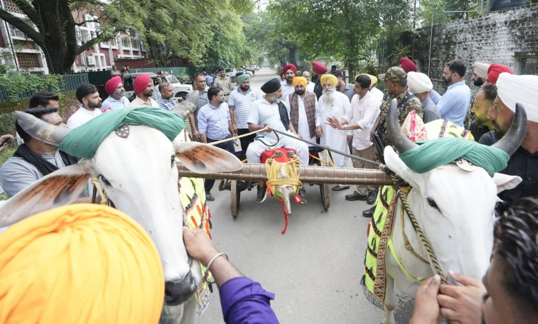 Punjab Bullock Carts Race