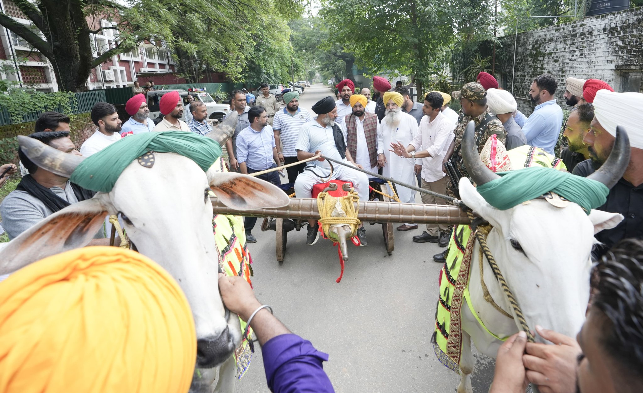 Punjab Bullock Carts Race