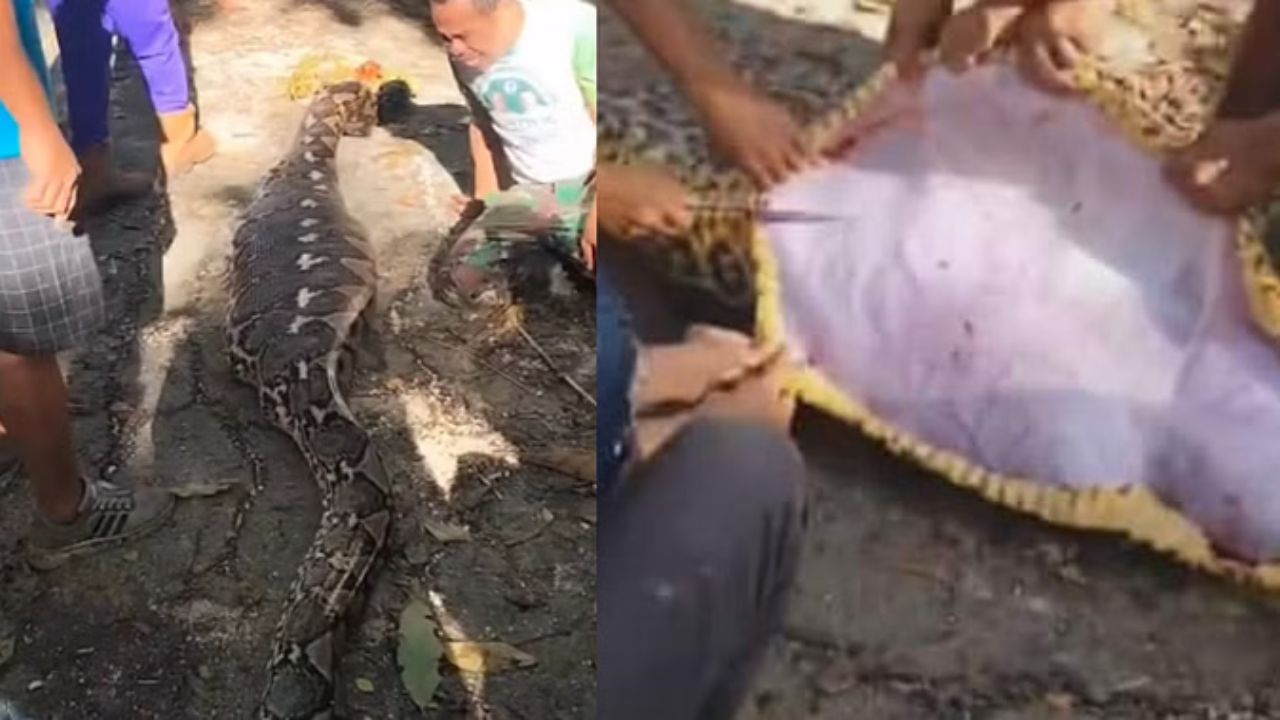 Python Swallows Man: Python swallowed a man alive, the body was taken out by ripping open the stomach, the father's screams shook the heart