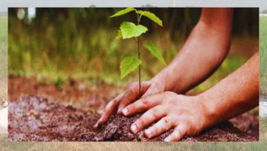 Haryana Plantation Campaign: शहर में लगेगा हरियाली का अम्बार, वन विभाग लगाएगा एक लाख से अधिक पौधे
