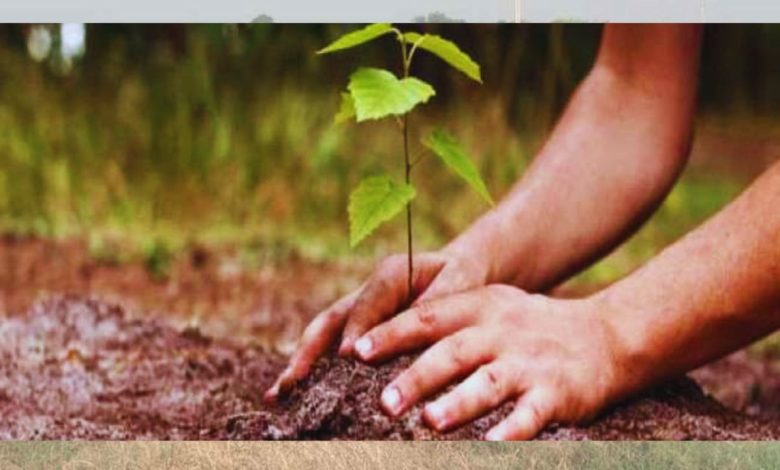 Haryana Plantation Campaign: शहर में लगेगा हरियाली का अम्बार, वन विभाग लगाएगा एक लाख से अधिक पौधे
