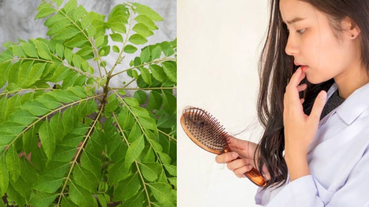 Curry Leaves: झड़ते और कमजोर बालों के लिए चमत्कारी इलाज