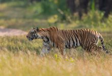 National Parks: मानसून में क्यों बंद रहते हैं भारत के नेशनल पार्क? जानिए वजहें
