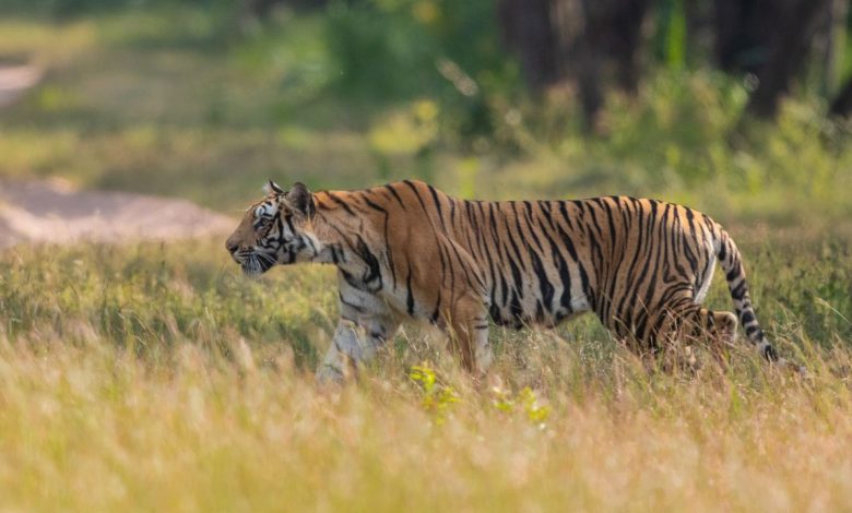National Parks: मानसून में क्यों बंद रहते हैं भारत के नेशनल पार्क? जानिए वजहें