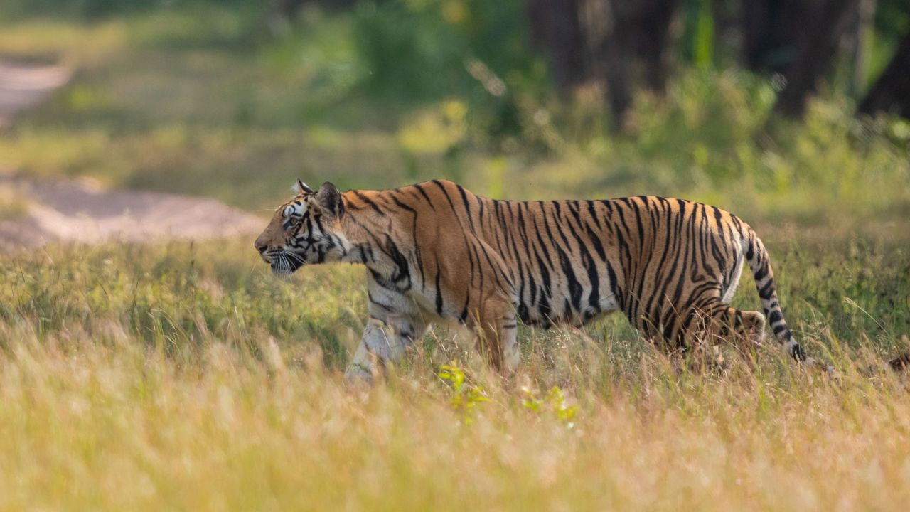 National Parks: मानसून में क्यों बंद रहते हैं भारत के नेशनल पार्क? जानिए वजहें