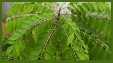 How to Grow Curry Leaves: कटिंग विधि से उगाएं कढ़ी पत्ते का पौधा, घर में पाएं हरियाली और स्वाद का तड़का