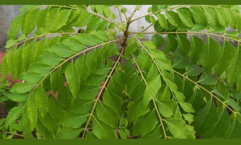 How to Grow Curry Leaves: कटिंग विधि से उगाएं कढ़ी पत्ते का पौधा, घर में पाएं हरियाली और स्वाद का तड़का