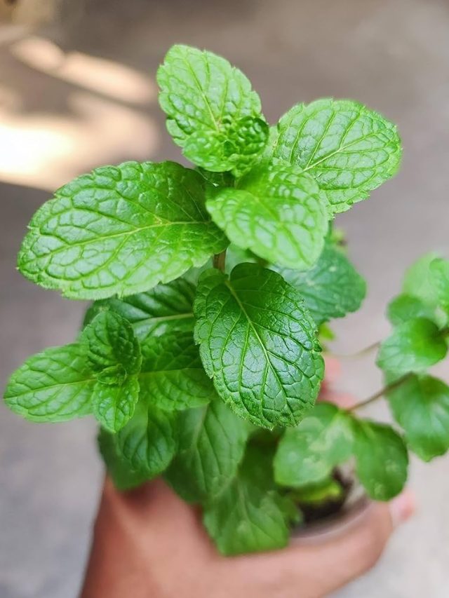 क्यों है पुदीने का पानी इतना फायदेमंद?