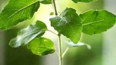 तुलसी – हर घर का अनमोल पौधा
